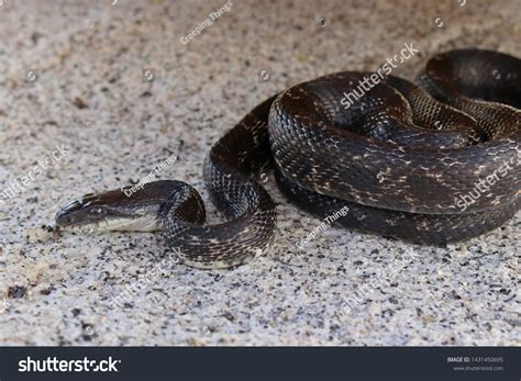 Western Rat Snake Pantherophis Obsoletus Stock Photo 1431450695 ...