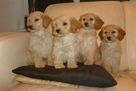 Image result for Cockapoo Spaniel