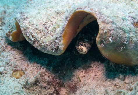 Amazing Sea Snail Facts
