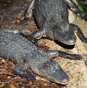 Image result for Alligators