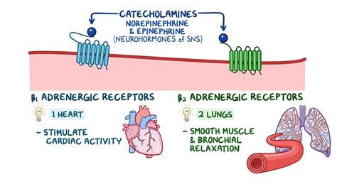 Class II Antidysrhythmic Therapy (Beta Blockers) - Osmosis Video Library