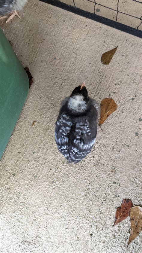 Sexting Barred Rock Chicks : r/chickens