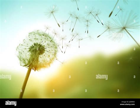 Image result for Small Spring Compressor Tool