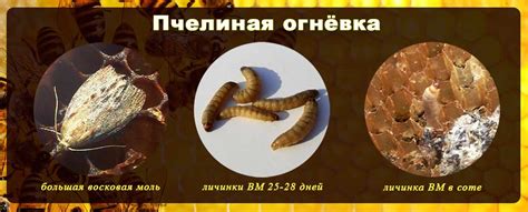 Огнёвка ФОРТЕ - апитерапевтический медовый комплекс