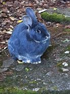 Image result for Cute White Bunny Rabbits