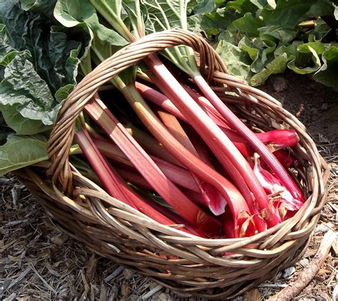 HOW TO GROW RHUBARB IN POTS |The Garden of Eaden