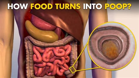 Image result for How Does Pooping Work