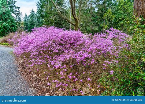 Botanical Garden Pink Blossoms Stock Photo - Image of bushes, blooming ...