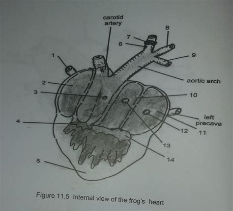 Solved 5. Label the external structures of the frog's heart. | Chegg.com