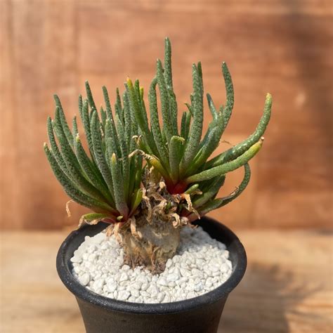Phyllobolus resurgens【フィロボルス・レスルゲンス】 | RIMO'S GREEN サボテンと多肉植物の通販サイト