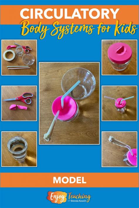 Circulatory System Working Model 的图像结果