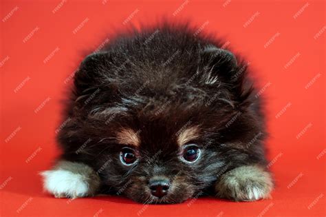 Cute Black Puppy Pomeranian