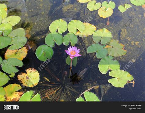 Lotus Plant Underwater