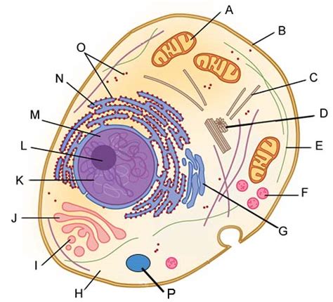 Image result for Cell Network