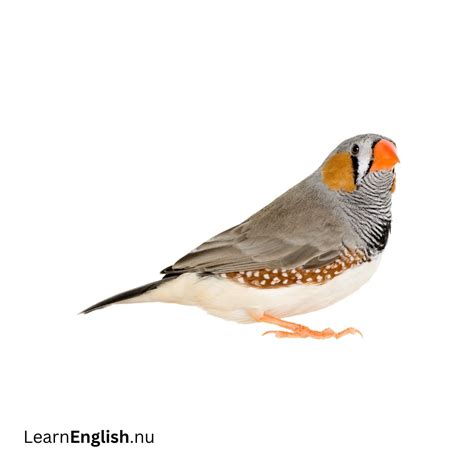 Bird Names in Spanish: 77 Birds in Spanish to English - learn spanish