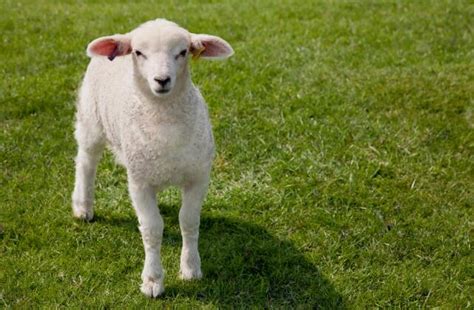 羊宝宝几月出生最好 生肖羊哪个月出生的最好命 - 万年历