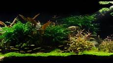 amano aquascape takashi amano tribute aquascape by findley pebbles amano aquascape takashi amano tribute aquascape by findley pebbles