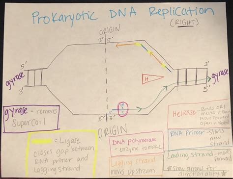 DNA Replication Diagram Simple 的图像结果