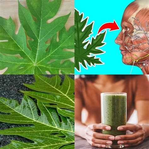 Discover the Remarkable Benefits of Papaya Leaves and How to Use Them as a Natural Remedy - EASY ... - benefits of papaya leaves