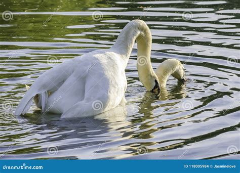 Pair of White Swans during Mating. Stock Photo - Image of england, beauty: 118005984