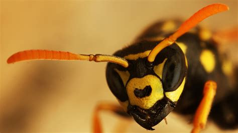 Do Wasps Remember Faces