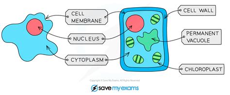 Image result for Cell Annotation