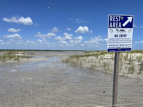 Get a Bird’s Eye View of this Year’s Coastal Nesting Season | Audubon ...