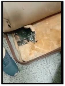 DRI seizes 8 kg Cocaine worth Rs 80 crore from inbound passengers at ...
