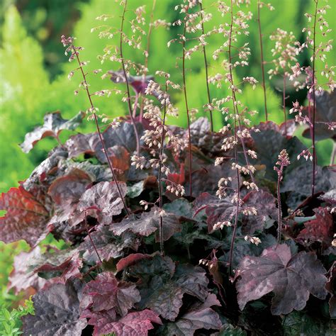 Shop ‘Heuchera Palace Purple Coral Bells’ Care & Info | Planet Desert