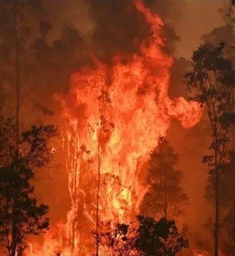 澳大利亚森林大火真的是影响深远，是全球性的 - 哔哩哔哩