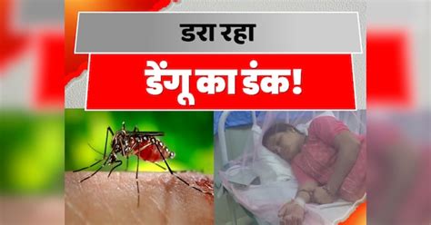 Sting Of Dengue Is Scaring In Bihar One Patient Died In NMCH Patna ...