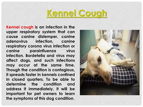 PPT - Kennel Cough PowerPoint Presentation, free download - ID:1420584