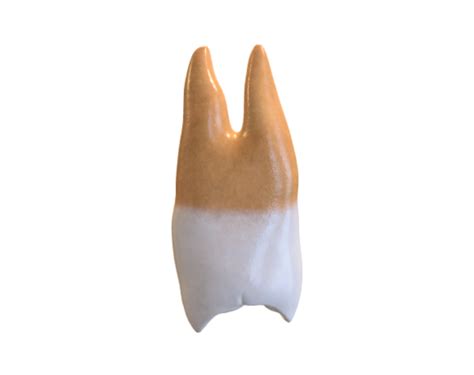 p3d.in - PRIMER PREMOLAR SUPERIOR 14