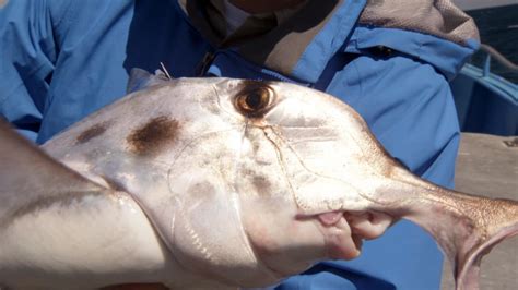 Image result for Alien Hammond Shark