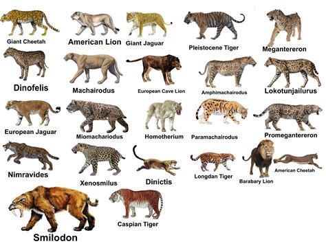Extinct Cats 7 Most Endangered Feline Species In 2025: Vet Reviewed