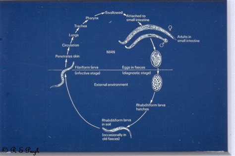 Necator Americanus Life Cycle