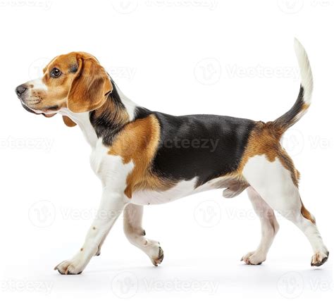 beagle perro corriendo y saltando, lado vista, blanco fondo, en el ...