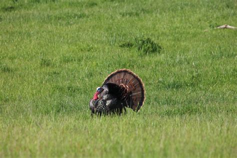 Applications open for Michigan's spring turkey hunt | Interlochen ...