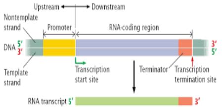 The promoter site and the terminator site for transcription are located at
