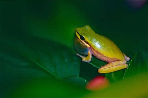 Eastern Tree Frog 的图像结果