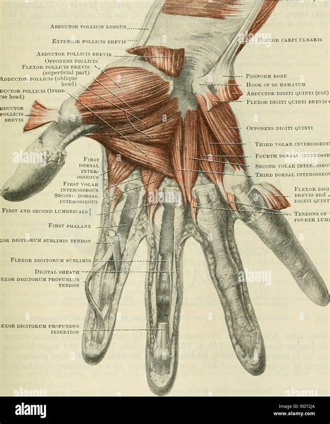 Musculus Abductor Pollicis Longus - Captions Beautiful