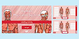 Human Heart Interactive Labelling Activity