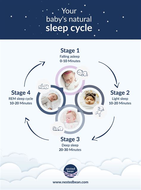 Stages Of Baby Sleep Cycle at Andrew Godina blog