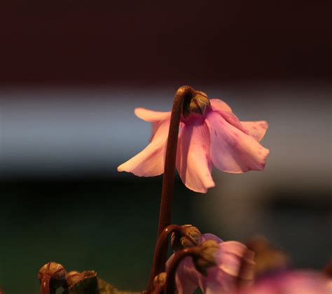 Flower - Posters by STUDIO MAX | Buy Posters, Frames, Canvas & Digital ...