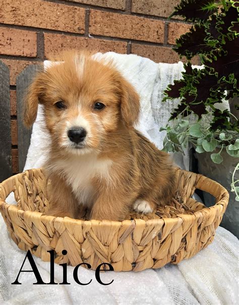 Alice - Welsh Corgi (Pembroke) and Miniature Poodle Hybrid Puppy for ...
