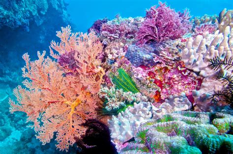 Corals get a boost from other coral species in underwater gardens ...