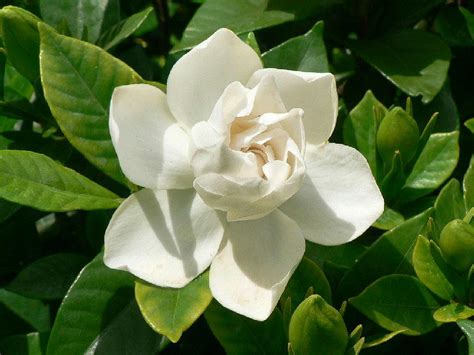 クチナシ に対する画像結果