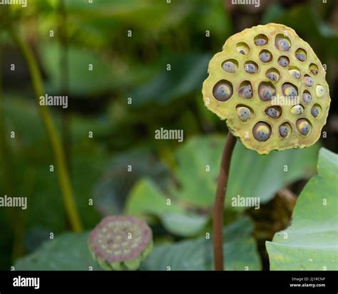 Lotus seed pod hi-res stock photography and images - Alamy