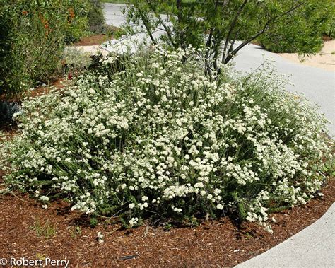 California buckwheat - Waterwise Garden Planner