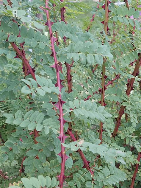 Roses ABC - Rose Hugonis — aka Father Hugo's Rose, Golden Rose of China ...